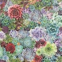 Arthouse Succulent Living Wall Multi Wallpaper - 10.05m x 53cm