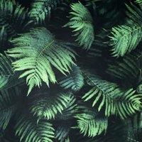 Arthouse Fern Wall Green Wallpaper - 10.05m x 53cm