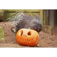 Boo at the Zoo Halloween: General Admission to Belfast Zoo Event - Adult, Child & Family option