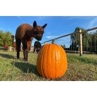 Family-Friendly Pumpkin Patch and Alpaca Experience at Wetley Moor Farm - Tickets for 1, 2 or 4!