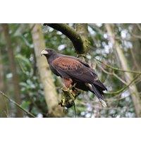 Unforgettable 1 Hour Hawk Walk Experience with a Majestic Harris Hawk