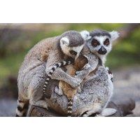 Unlimited Access: Annual Pass to Hoo Zoo & Dinosaur World