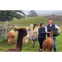 Alpaca Meet & Greet with Guided Trek - Pennine Lodge Alpacas, Bishop Aukland