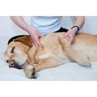 Online Animal Physical Therapy Course