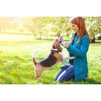 Dog Behaviour & Obedience Bundle - 3 Accredited Courses!