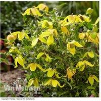 Clematis Little Lemons - Compact Flowering Perennial