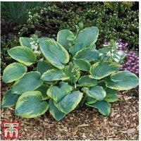 Giant-Leaved Hosta Mix - Shade-Loving Perennial Bare Roots