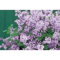 1 Or 2 Fragrant Lilac Trees With Optional Barrel Patio Planter