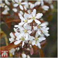 Hardy Deciduous Bare Root Shrub Collection - 8 Varieties, Multi-Season Interest