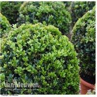 Topiary Buxus Ball Shrub - Evergreen, Hardy
