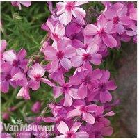 Hardy Creeping Phlox Perennial Collection - Flowering Ground Cover Plugs