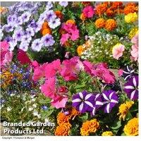 Summer Flowering Garden Ready Bedding Plants - Mixed Lucky Dip