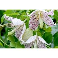 Winter Flowering Clematis 'Advent Bells' - Evergreen Hybrid, 7cm Pots