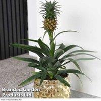 Ornamental Pineapple Houseplant (Ananas Comosus) - 1 Or 2 Plants In 12Cm Pots