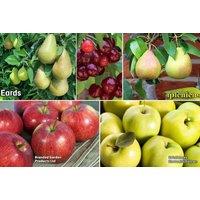 Orchard Fruit Tree Collection - 5 Dwarf Patio Varieties (Apple, Pear, Cherry)