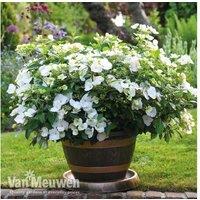 Hydrangea 'Runaway Bride' Flowering Shrub