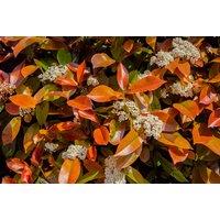 Price Drop Photinia Red Robin Trees With Patio Pots