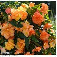 Begonia Apricot Shades - 2 Pre-Planted Flowering Hanging Baskets