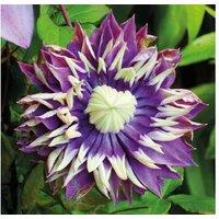 Clematis Taiga Climbing Plant - Vibrant Blooms