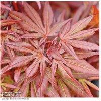 Colour Changing Japanese Maple Acer - 1, 2 or 4 Trees for Gardens & Patios