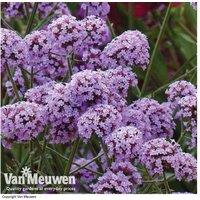 Elegant Verbena Bonariensis 'Buenos Aires' Perennials
