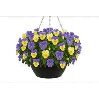 Viola 'Ice Babies' Pre-Planted Hanging Basket for Vibrant Winter Blooms