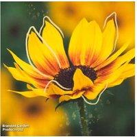 Sunflower SunBelievable 'Brown Eyed Girl' - Flowering Annual for Containers & Beds