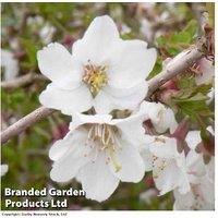 Flowering Cherry Shrub - Prunus 'Kojo-No-Mai', RHS Award, 9cm Pot