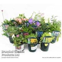 10 Alpine & Rockery Flowering Plants - Compact, Hardy, Long-Lasting