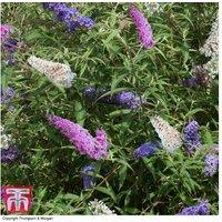 Tricolour Butterfly Bush Shrub - Flowering, Wildlife-Friendly, 3m Height