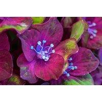Hydrangea Glam Rock Shrub - Colour-Changing Blooms