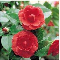 Stunning Camellia Tricolour Evergreen Shrub