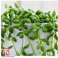 Trailing Succulent Houseplant - String of Teardrops, Up to 3 Plants, 50cm Trail