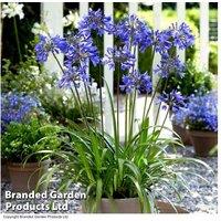 Agapanthus Blue & White Perennial Plants - Flowering Bare Roots & Patio Pot