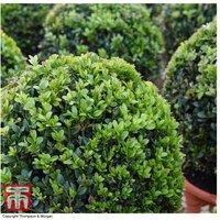 Buxus Sempervirens Topiary Ball - Evergreen Shrub For Patios & Pots