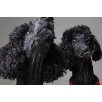Pet Photoshoot & £250 Gift Certificate to Spend on Any Artwork