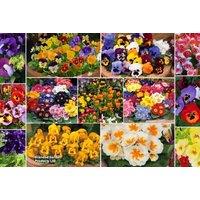 60 Mixed Winter Flowering Bedding Plants - Hardy, Colourful Blooms