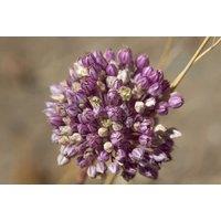 Allium Mixed Bulb Collection For Borders & Containers
