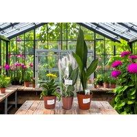 Vibrant Scandi Houseplant Collection