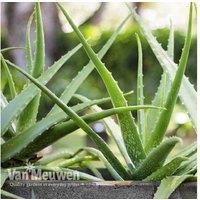 Enchanting Aloe Vera Houseplants - Up To 3 Pack