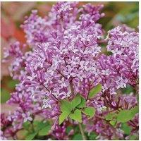 Fragrant Flowering Lilac Standard Tree - Mauve-Pink Blooms, 1.5m Tall