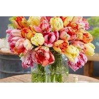 Parrot Tulip Bulbs - Mixed Colours, Spring Flowering, 16 Pack