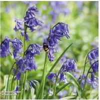 English Bluebell Bulbs - Native Perennial, Scented, Up to 120 Bulbs