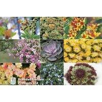 3, 6, 10 Or 12 Potted Mixed Seasonal Alpine And Rockery Plants