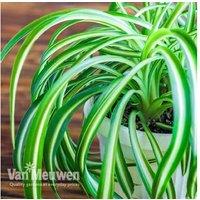 Easy Care Air Purifying Houseplants