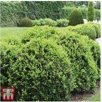 Breathtaking Buxus Box Hedging Plants - Up To 100!