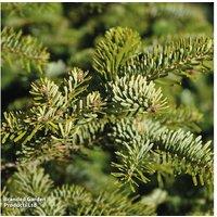 Abies Nordmanniana Fir Tree - Evergreen, Non-Drop Needles, 30m Mature Height