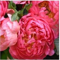 Peony Pink Hawaiian Coral - Perennial Flowering Plant, Large Double Blooms
