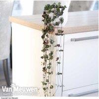 1 or 2 String of Hearts Plants