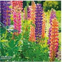 Lupin Russell Hybrid Perennial Plants - Mixed Flowering, 90cm Tall